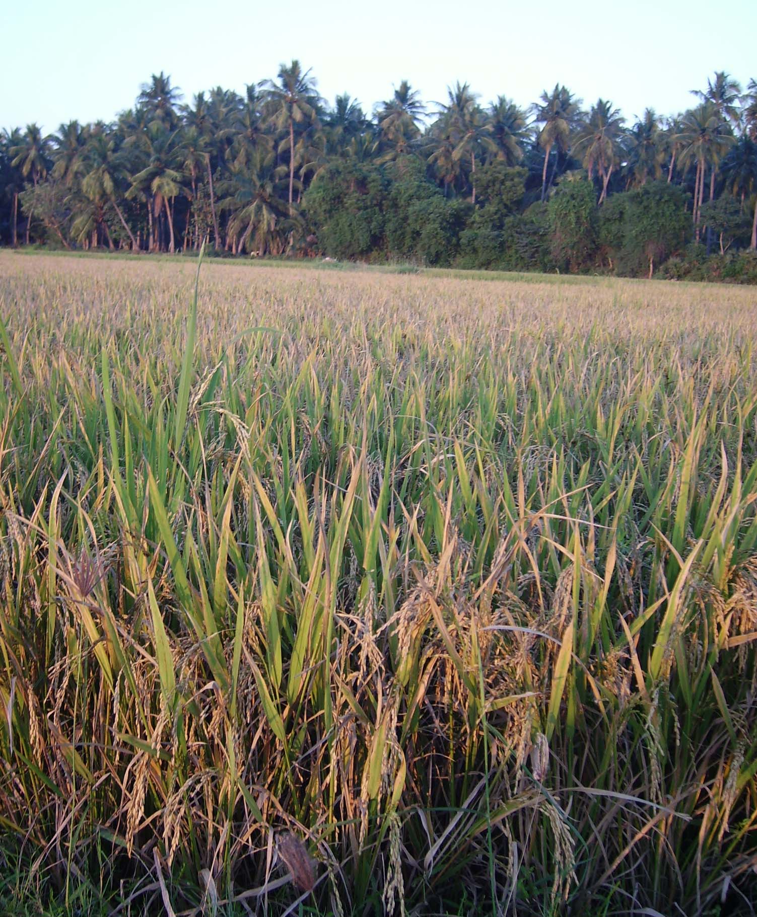 PaddyField