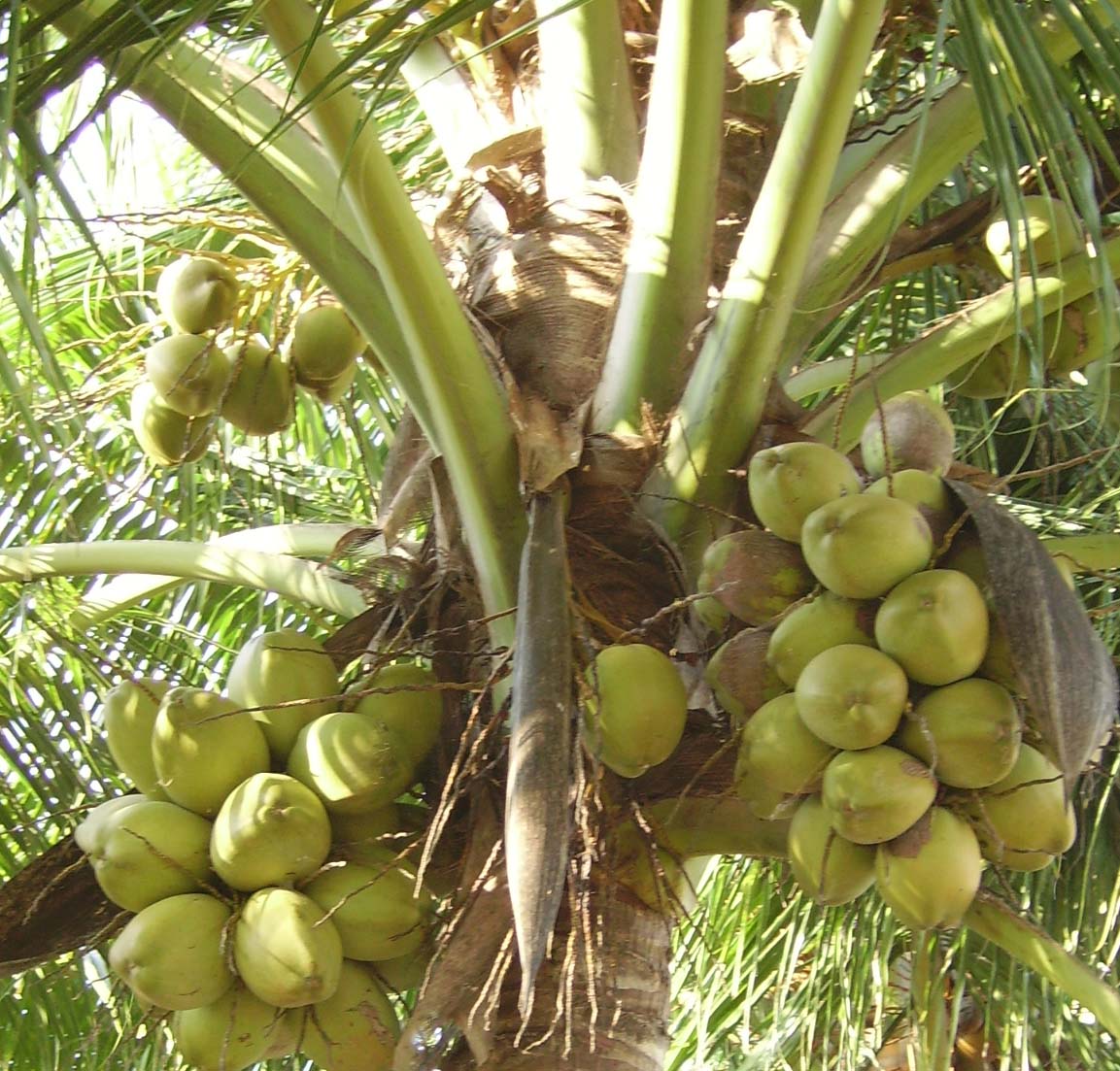 Coconut