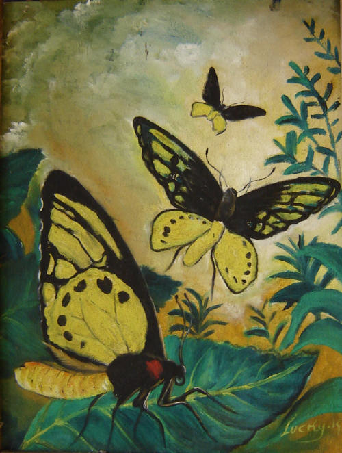 Butterflies with bird wings - painted by West Papuan artist Lucky Kaikatui