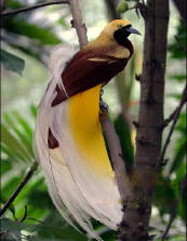Paradise Bird (Burung Cendrawasih) of West Papua