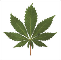 marijuana plant
