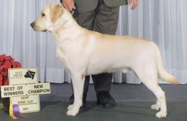 'Canadian Ch. Corhampton's Blujeans for DNR WC, CGC'