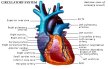 Anterior Coronary Circulation