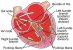 Cardiac Conduction