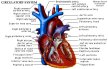 Frontal view of the heart