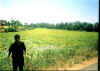 green field.jpg (65739 bytes)