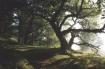step into the woods!