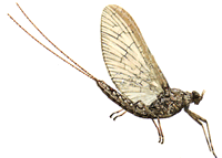 Hjem