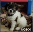 Bosco