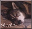 Sheeba
