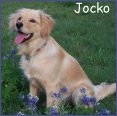 Jocko