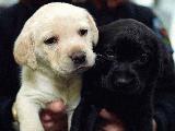 Puppy Picture at Dog Names