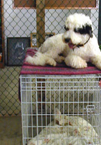 Spike ready to be brushed