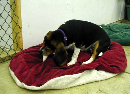 Brandy resting