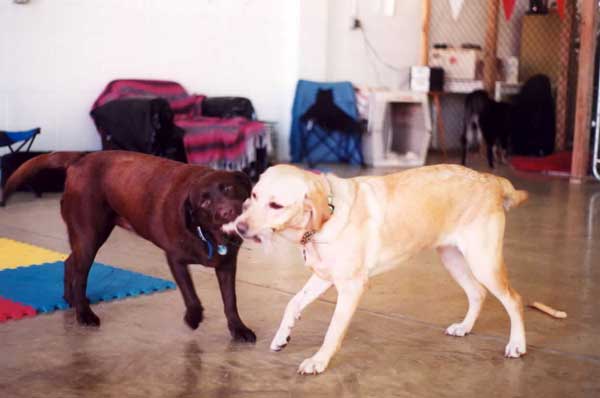 Casey 'n' Truffle