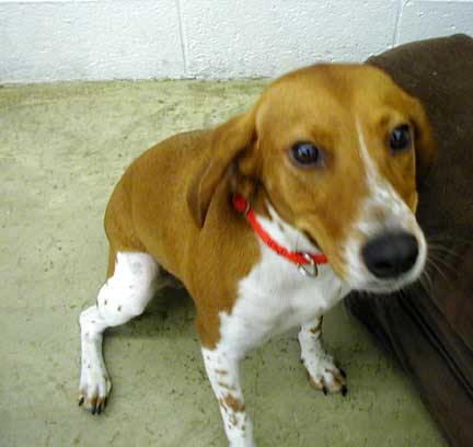 Daisy