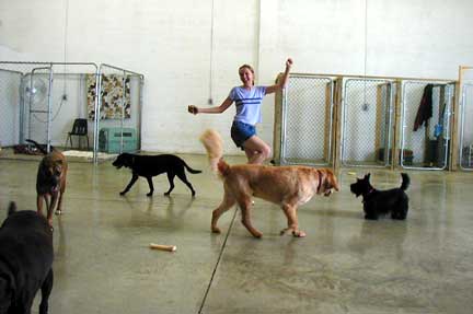 Dancin' with Dogs