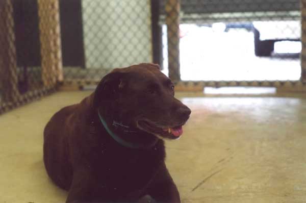 Kody