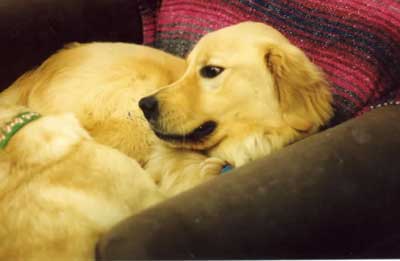 Logan