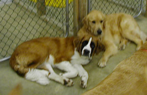 Logan and Dutchess