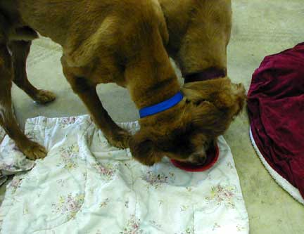 Brandy's friends share treats