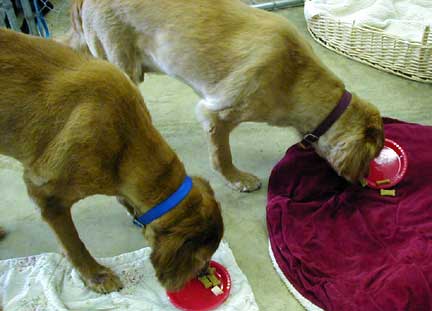 Brandy's buddies chow down