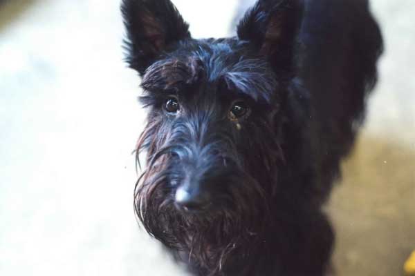 Murphy