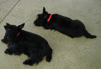 Murphy 'n' Mae