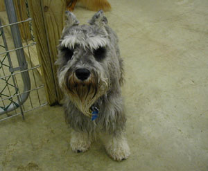 Oliver