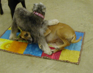 Oliver loves Baloo