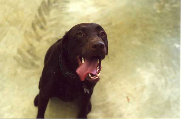 Patti