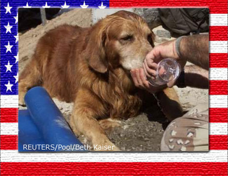 Rescue Dog