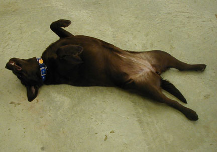 Truffle lounging