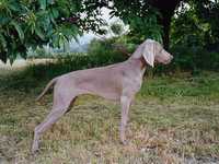 Armina