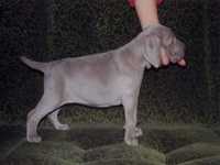 Armina (5 weeks)