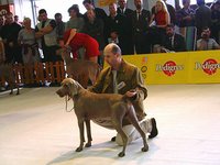 Weimaraner dog Ezro - V2 Res CAC