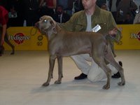 Ezro @ Eurodogshow Bratislava (2003)