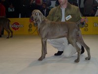 Weimaraner dog Ezro - V2 Res CAC