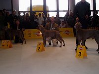Weimaraner dog Ezro - V2 Res CAC
