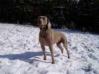 Ezro on first snow in 2003.