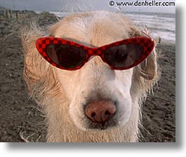 dog w/shades