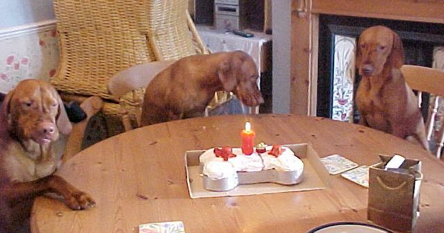 Real Dogs having a birthday party - Click on picture for more information on our Birthday Cake selection 