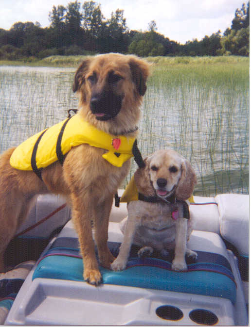 Photo of two dogs, Lady & Maxie, who always wear their life jackets!