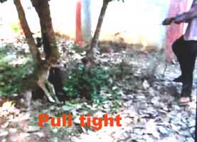 pull tight