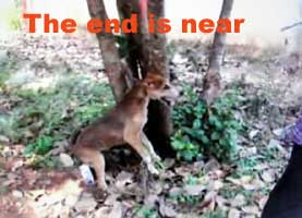the end is near