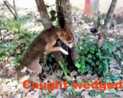 caught and wedged