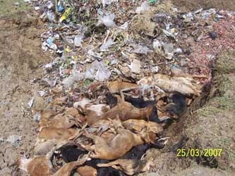 the killing fields