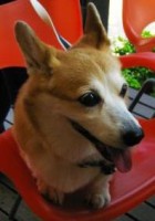Adopt Dogs