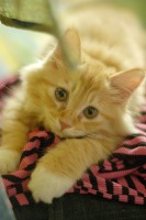 Adopt Cats