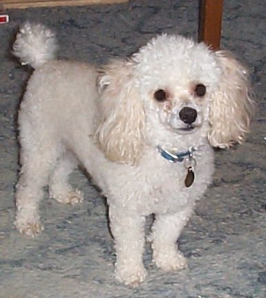 Bailey